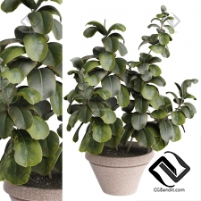 Комнатные растения 104