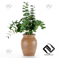 Букеты Eucalyptus branches in a wooden vase