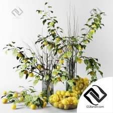 Букеты from the branches of the Chinese apple tree with yellow apples