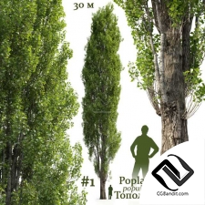 Деревья Poplar Populus