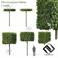 Деревья Trees Linden European Pallida