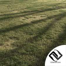 Лесная трава