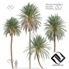 Деревья Phoenix dactylifera