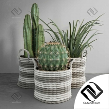 Комнатные растения Cactus set