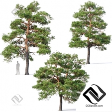 Деревья Trees Pinus sylvestris 26