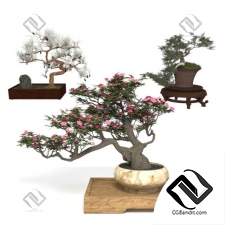 Деревья Bonsai set for decor