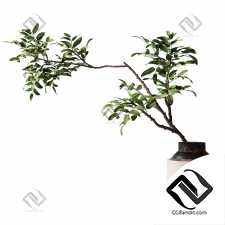 Ветка с зелеными листьями в вазе