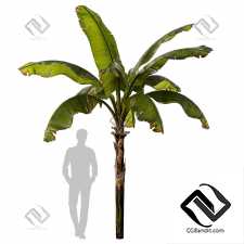 Деревья Banana palm