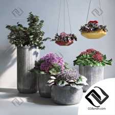 Уличные растения Street plants Pottery Barn