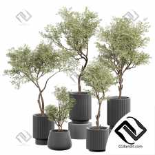 Комнатные растения set 51