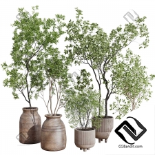 Комнатные растения collection 5
