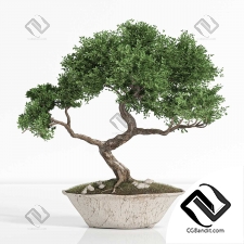 Комнатные растения bonsai 10