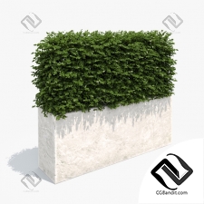 Кусты Bushes Hedge in a white planter