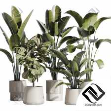 Комнатные растения set 30