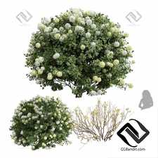 Кусты Edgeworthia Chrysantha Paperbush Viburnum Opulus Roseum Bush