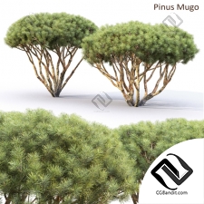 Деревья Trees Pinus Mugo