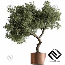 Комнатные растения Tree in Pot