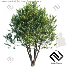 Деревья Laurus Nobilis
