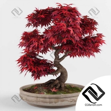 Комнатные растения Bonsai Japanese Maple