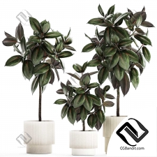 Комнатные растения 6227