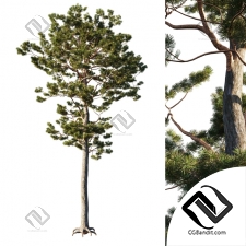 Деревья Trees Pine 9