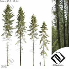 Деревья Spruce 4