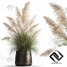 white pampas grass