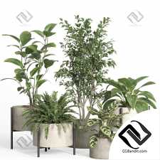 Комнатные растения set 321