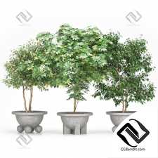 Уличные растения Street plants Schefflera + Ficus Benjamina