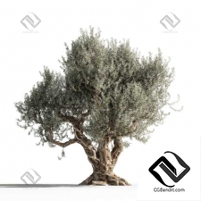 Деревья Olive tree