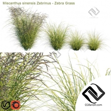 Трава Miscanthus sinensis Zebrinus