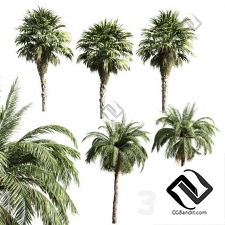Деревья set of palms