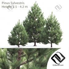 Деревья Trees Scots pine 23