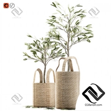 Комнатные растения olive tree