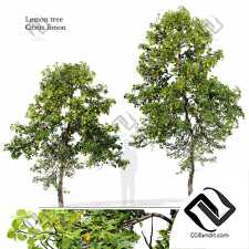 Деревья Lemon