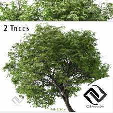 Деревья Juglans cinerea