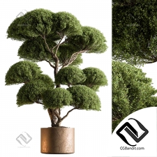 Комнатные растения Topiary Ball 03