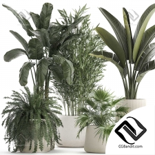 Комнатные растения set 5