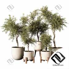 Комнатные растения 212