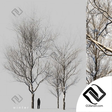 Деревья Snow covered