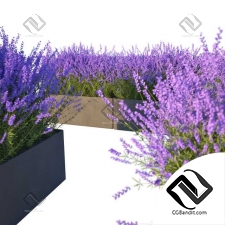 Уличные растения Street plants Lavender in Cubes