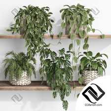 Комнатные растения 68