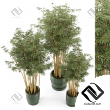 Комнатные растения Bamboo