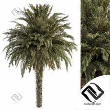 Деревья Big palm