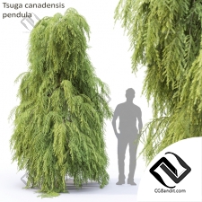 Деревья Trees Tsuga canadensis pendula