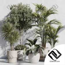 Комнатные растения set 121