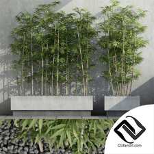 Уличные растения Street plants Bamboo