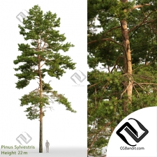 Деревья Trees Pinus sylvestris 66