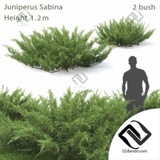 Кусты Bushes Juniperus Sabina 7