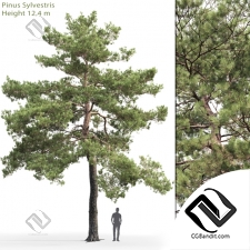 Деревья Trees Scots pine 49